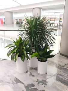 鄞州花卉租摆哪家好？揭秘优质选择！